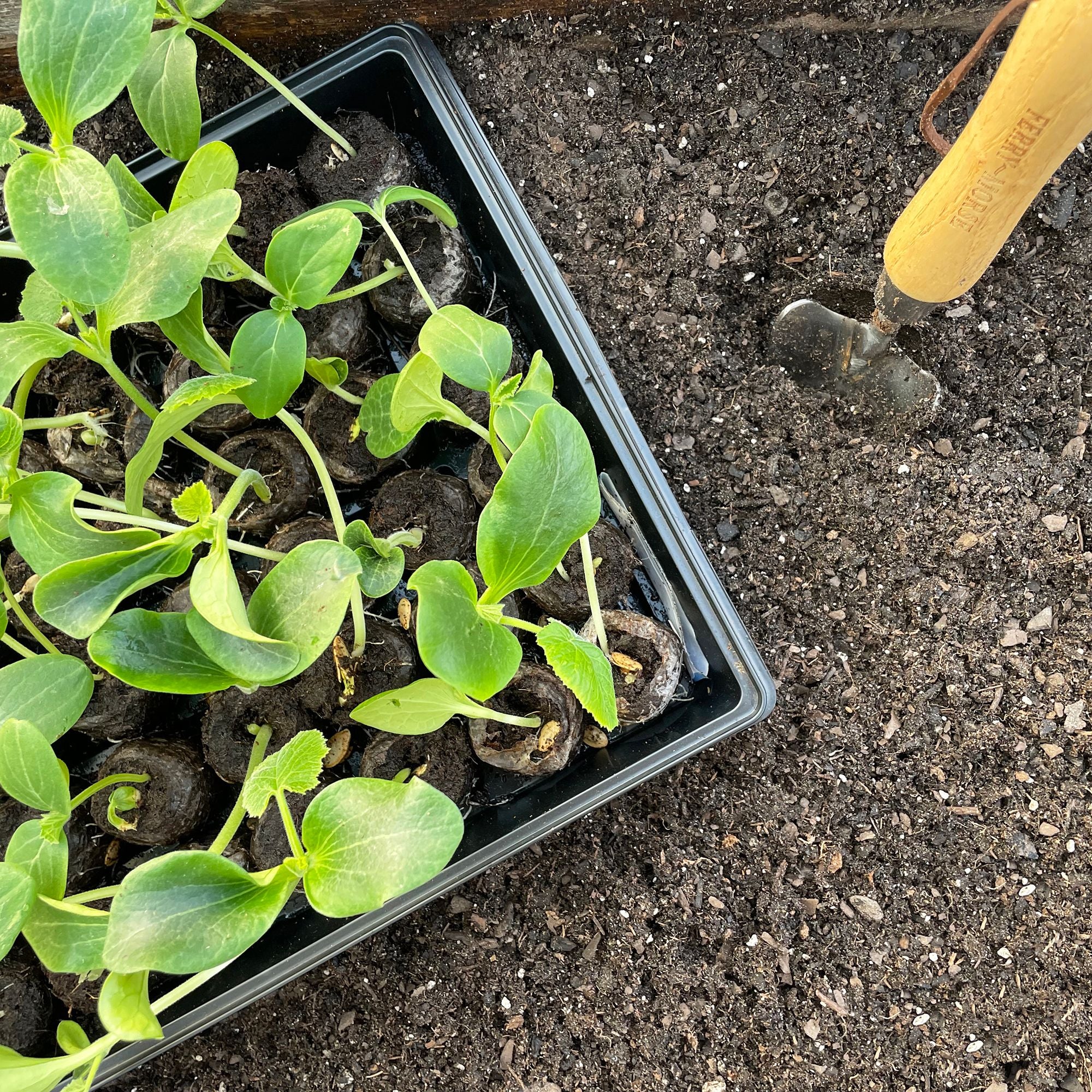 Jiffy greenhouse peat pellets in tray